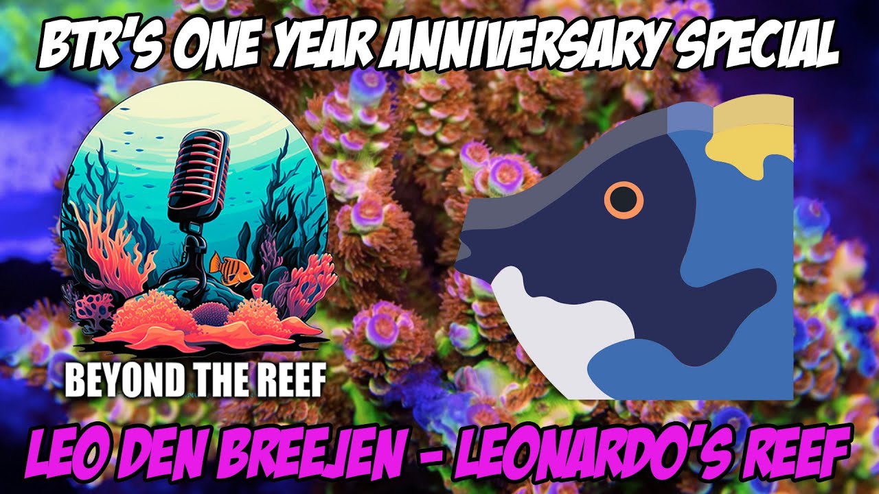 Episode 28: 1 Year of BTR! Leonardo’s Reef Returns