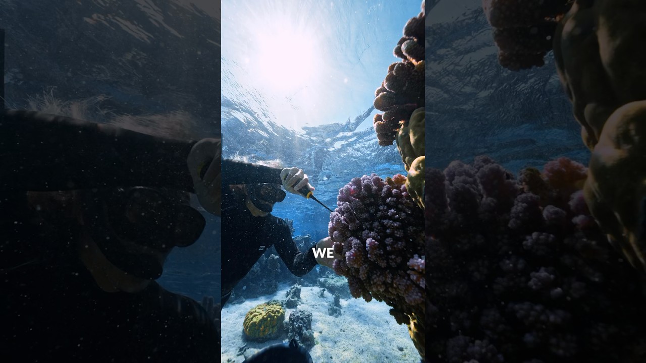 The Process Of Coral Gardening