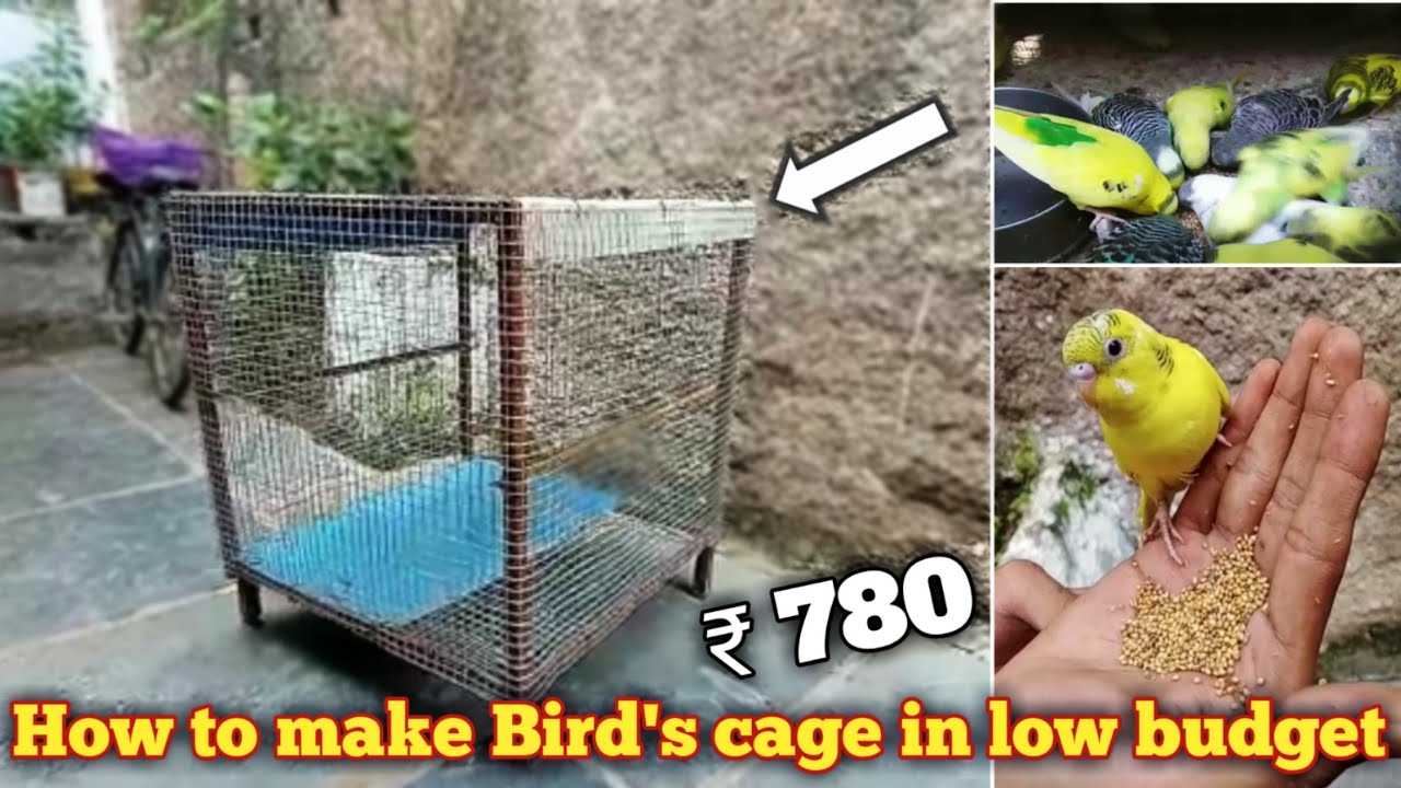 making birds colony in ₹780 😯😯|| pets mania ||