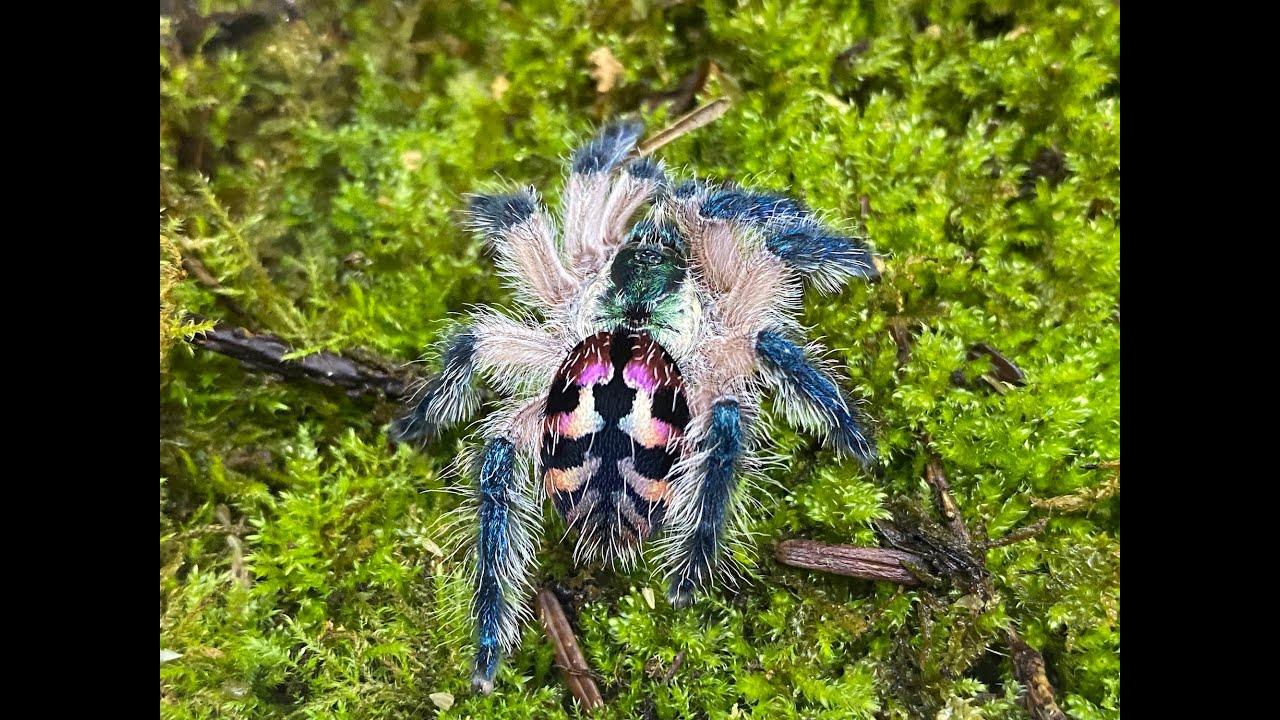 Tythochlaena selodonia , Brazilian Jewel breeding update