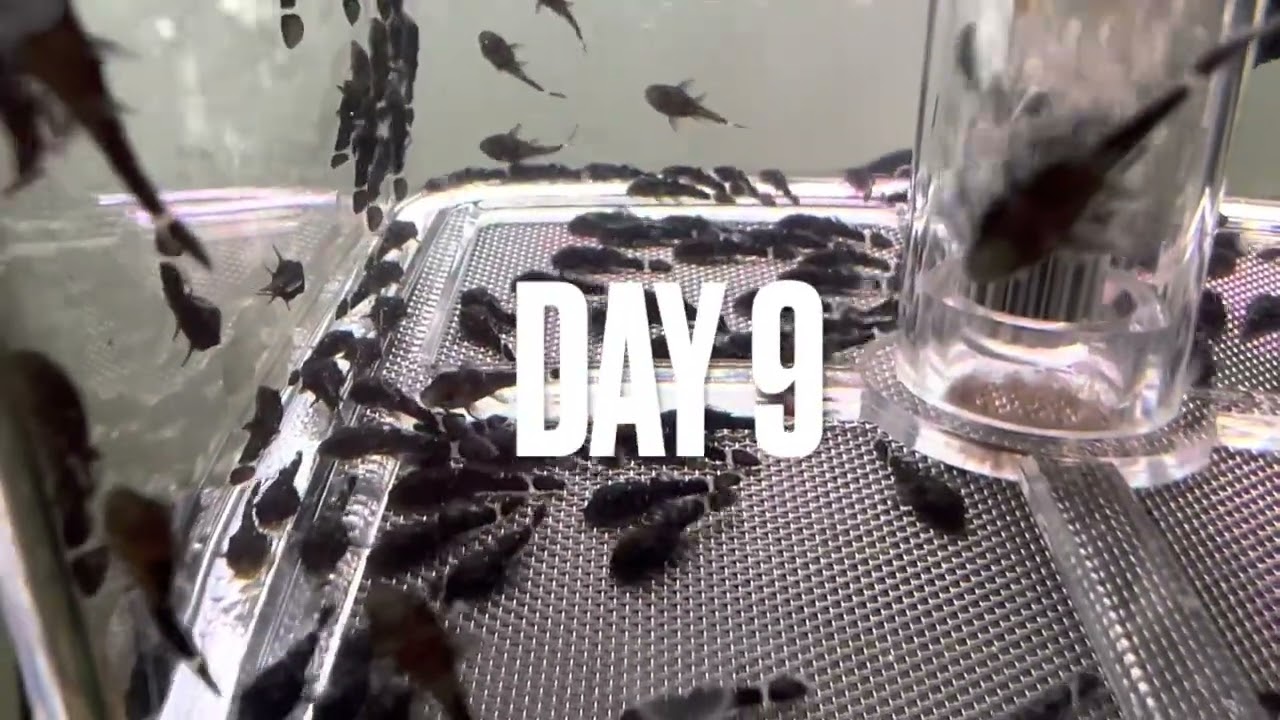 Peppermint Bristlenose Eggs HATCHING THROUGH TO RELEASE DAY