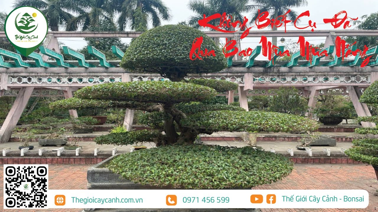 KHÔNG BIẾT CỤ ĐÃ Ở ĐÂY VỚI BAO MÙA MƯA NẮNG | THẾ GIỚI CÂY CẢNH |