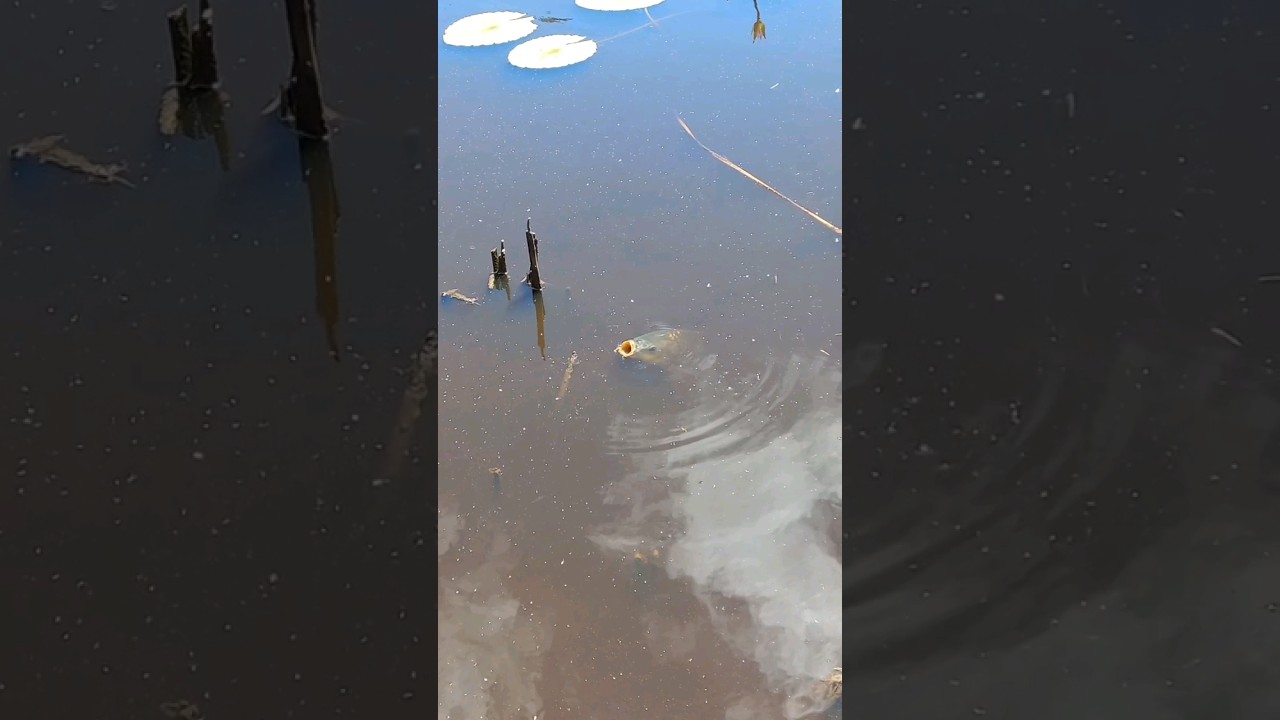 Giant Carp surface feeding 