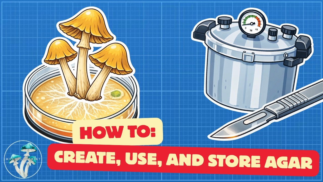 How to: Create, Use, and Store agar - THE EASIEST RECIPE EVER!