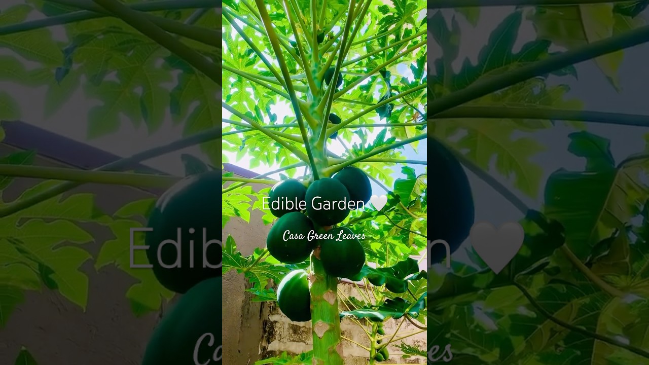 Edible Garden #garden #kitchengarden #grownyourownfood #eatfresh #organicgardening #casa_greenleaves