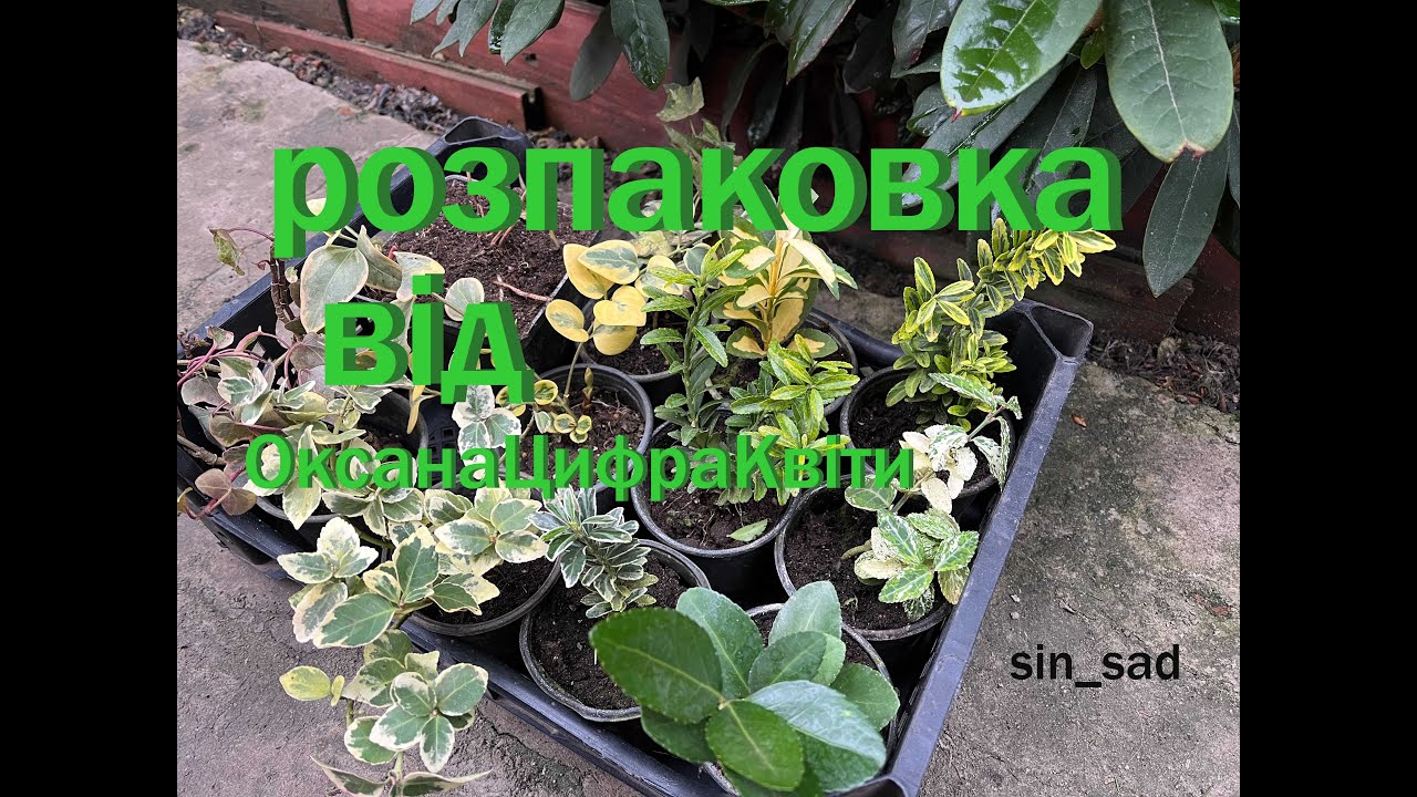 Розпаковка ОксанаЦифраКвіти