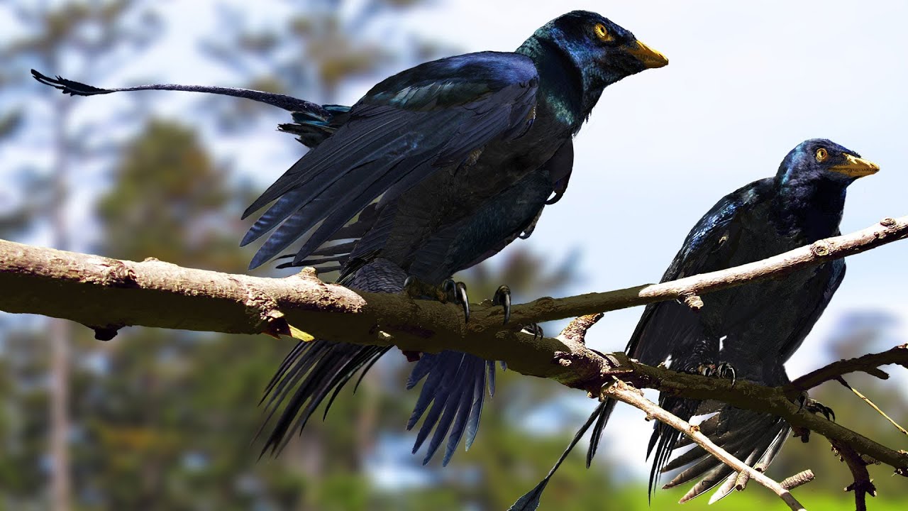 New Dinosaur Research: Microraptor's Feather Color Revealed