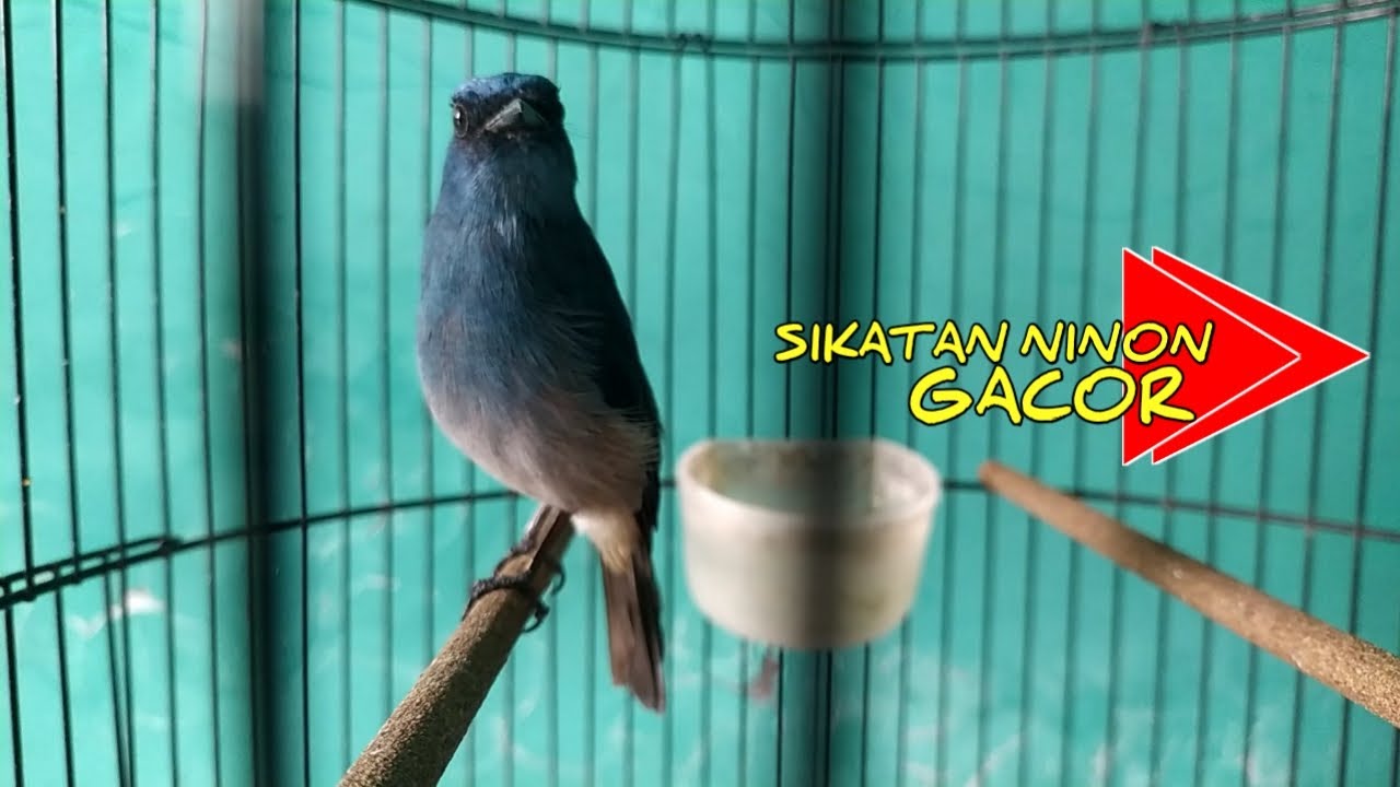 SIKATAN NINON GACOR NYULING NGEROLL