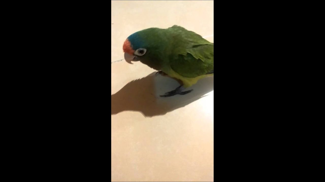 Cotorro hablando y riendo ¡Lo amarás!