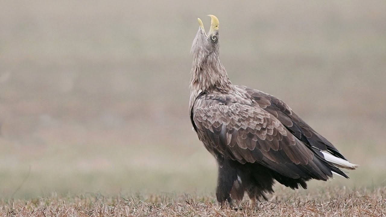 White-tailed Eagle CALL