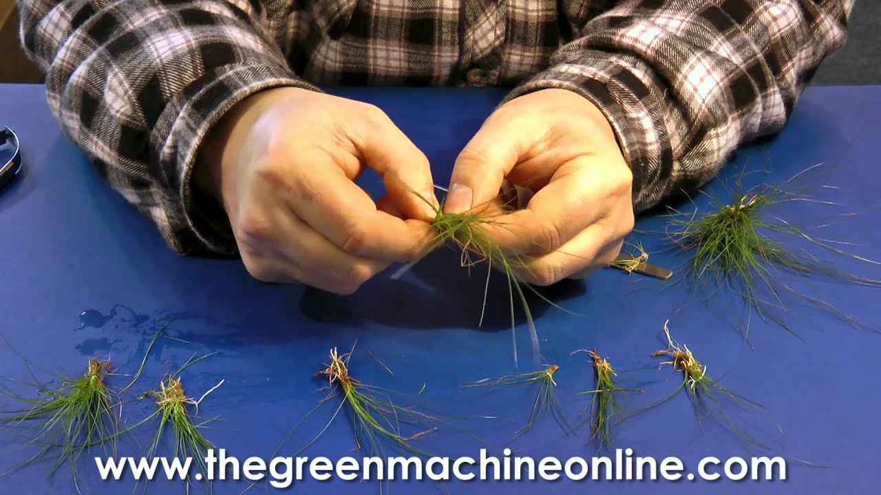 Preparing Eleocharis Parvula (Hairgrass) for planting in an aquarium
