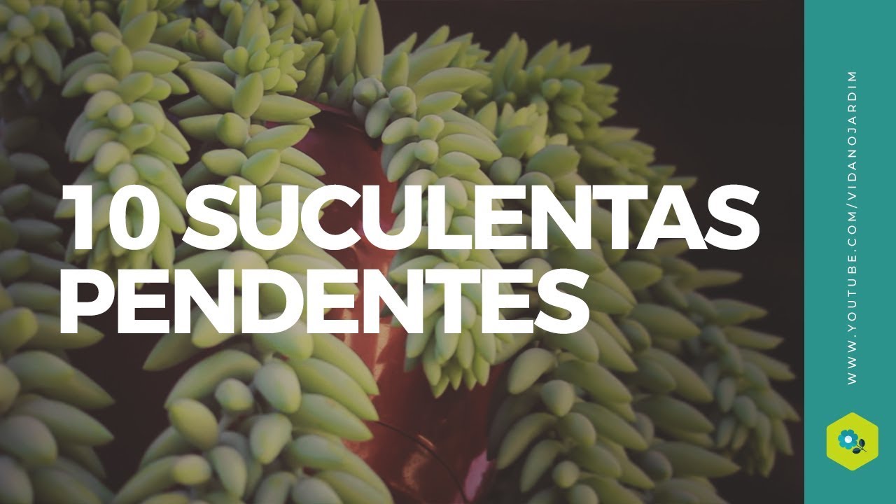 10 Suculentas pendentes