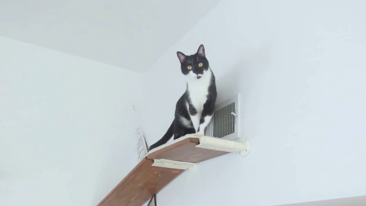 How Cat Shelves by Catscapes Works