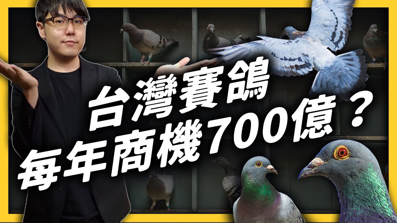 一隻鴿子身價破千萬！商機蓬勃的台灣賽鴿，在國際上卻陷入了形象危機？《 台味七七 》EP 019｜志祺七七