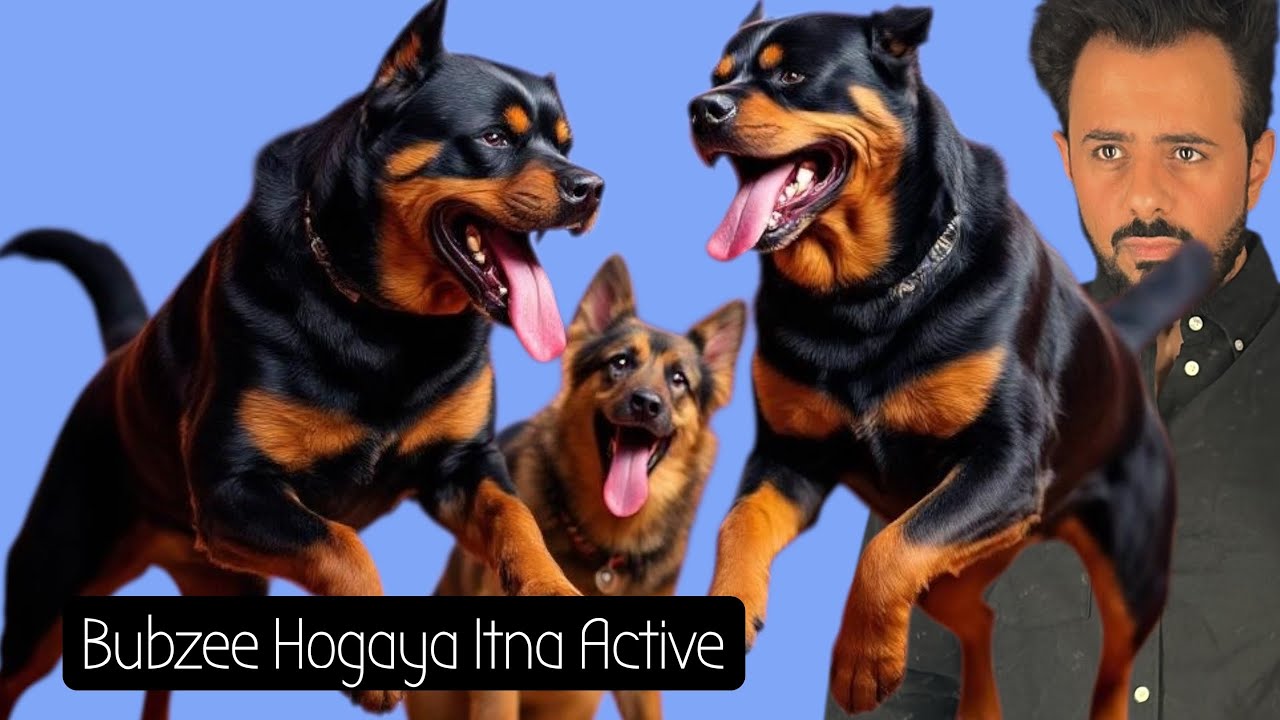 Rottweiler Bubzee Achaanak Kaise Huya Itna Active ? Kya Kha Liya Bubzee Ne ???