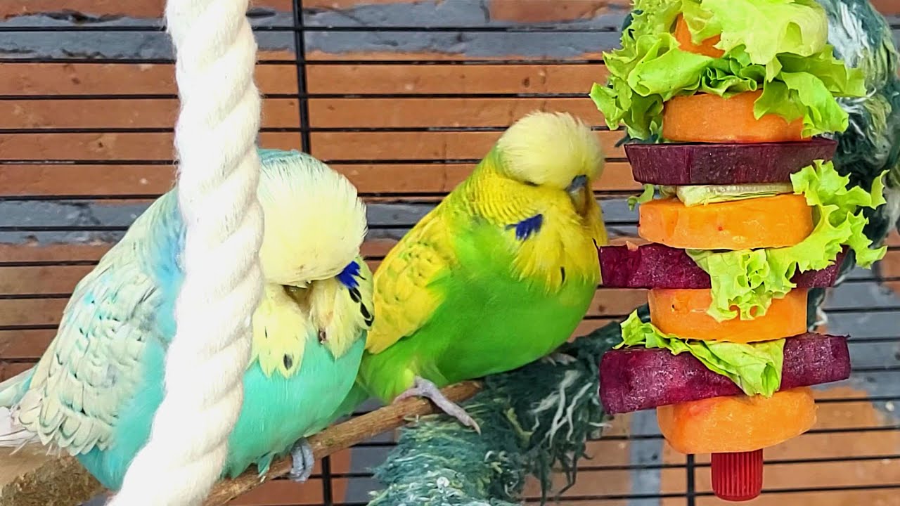7 hours of happy budgie sounds