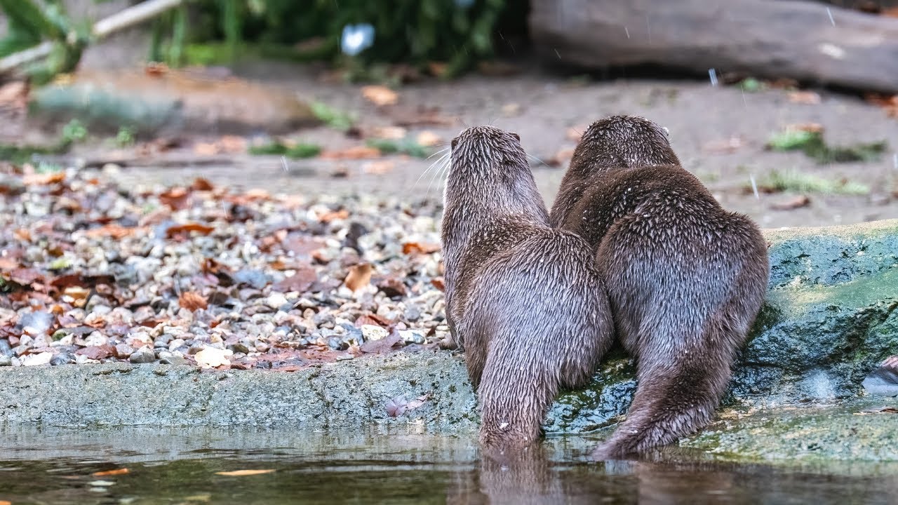 🦦Fischotter hautnah! BINGO! zu Besuch im Zoo Rostock #FischotterLiebe #ZooRostock #BingoUmweltlotter