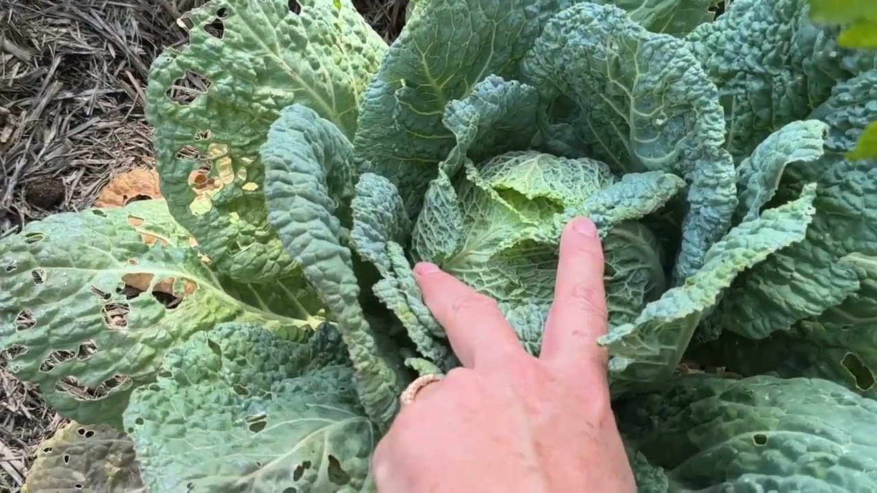 Garden Update on a Beautiful Summer's Day - Reverse Homesteading