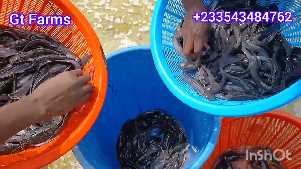 WHY SORTING IS VERY IMPORTANT IN CATFISH FARMING