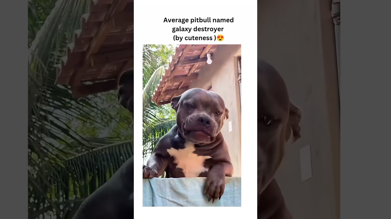 Dogs being cute part 42 #funny #lovegoldens #funnyanimals #pets #cutegolden #funnydogs #funnypets