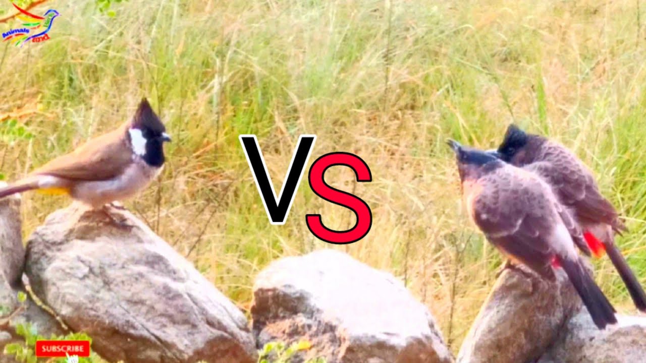 Himalayan bulbul VS Bulbul || Animals and Birds