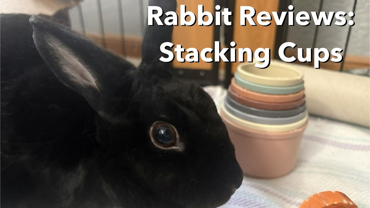Pet Stacking Cup Review