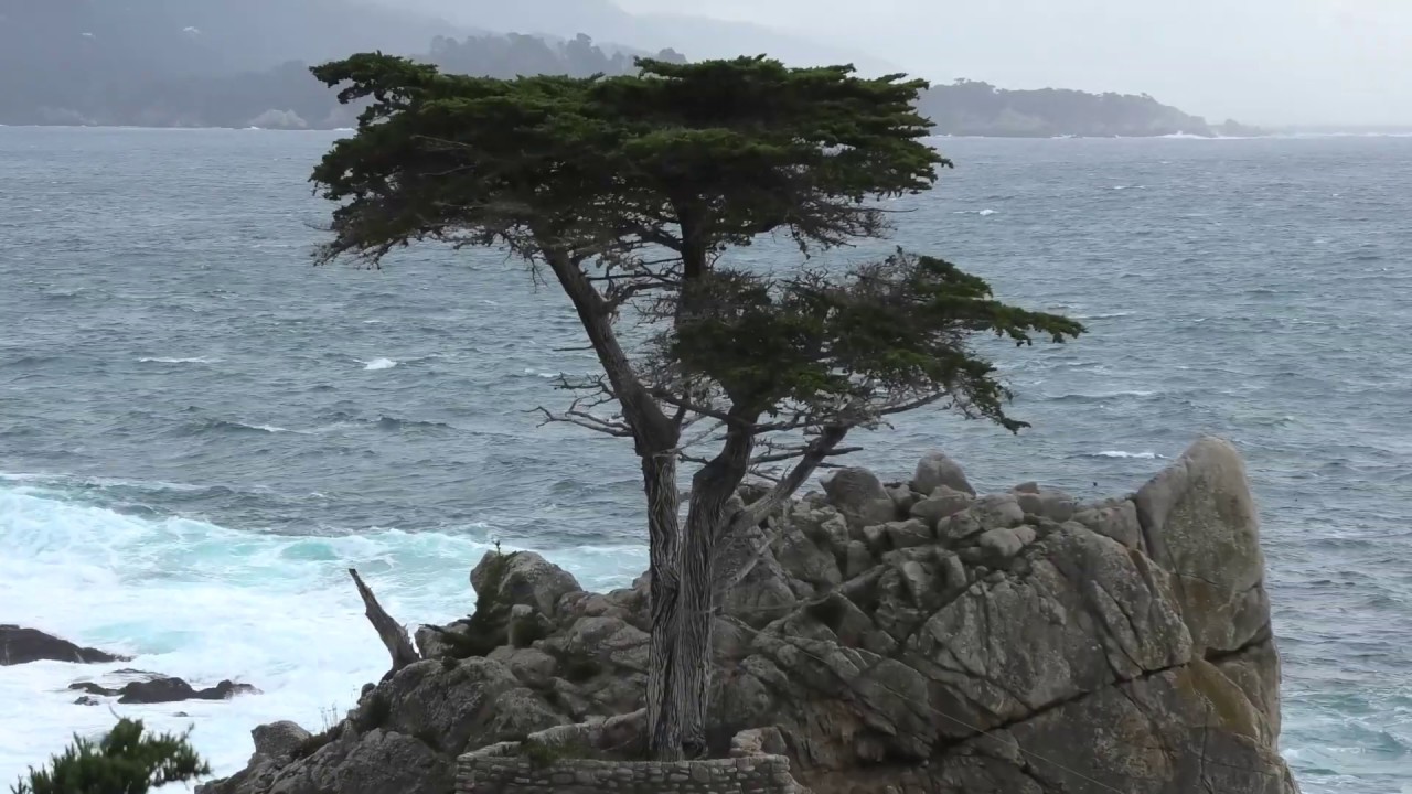The Lone Cypress Tree Monterey California