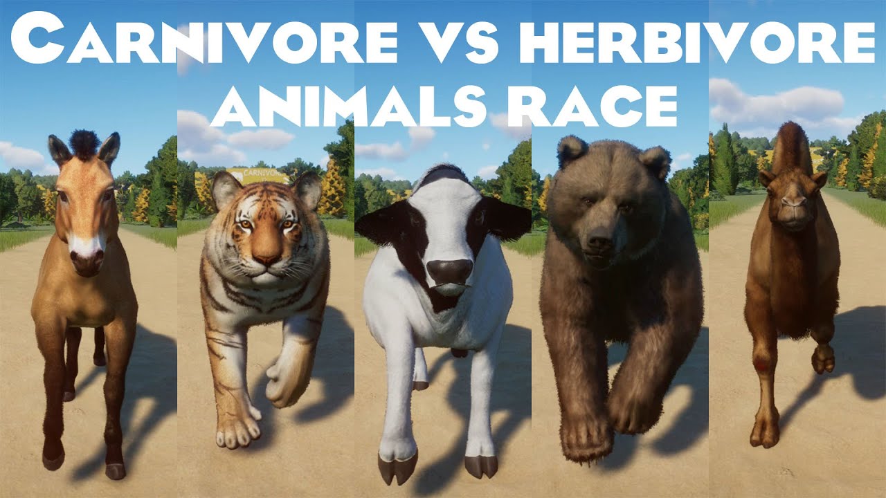 Carnivores VS Herbivores Asian Speed Races in Planet Zoo included Holstein Cow, Tiger, Bear, Camel