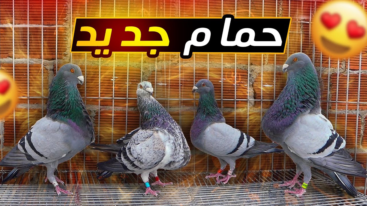 الجديد في حمام الخنيسي 😍 | للبـــ.ـيـــع