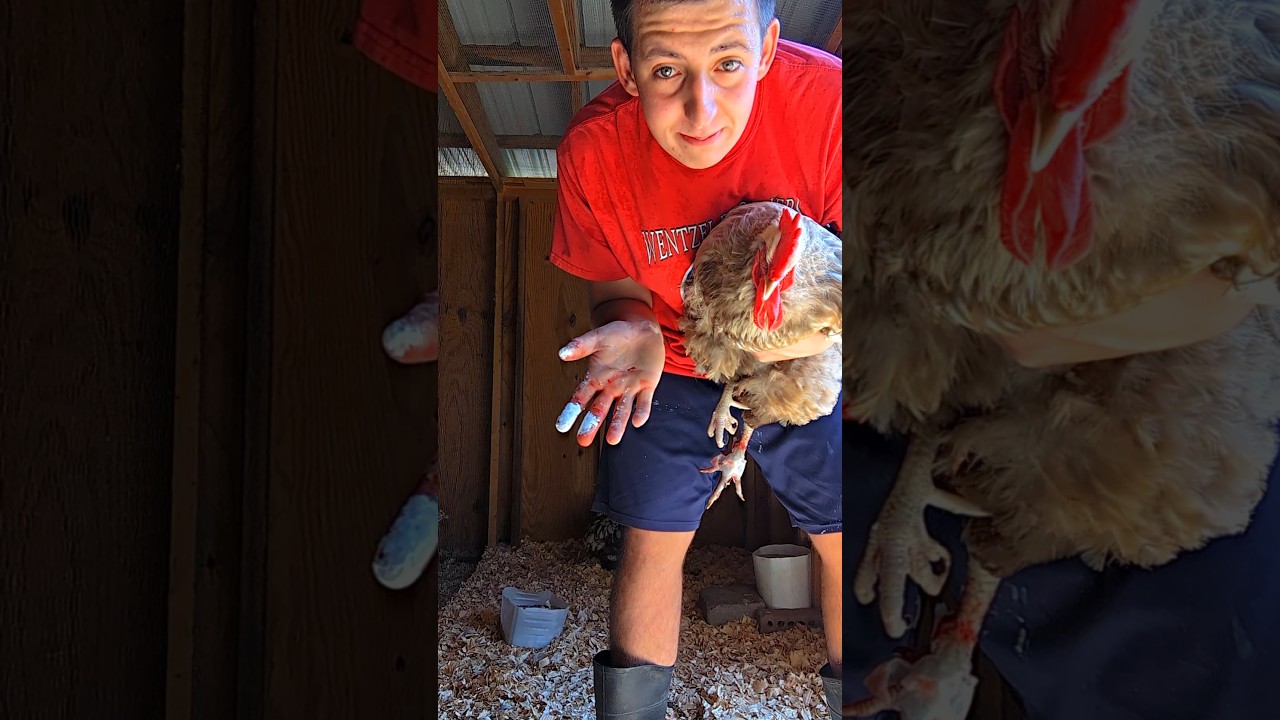 I Didn't Expect This Chicken Rescue Today!