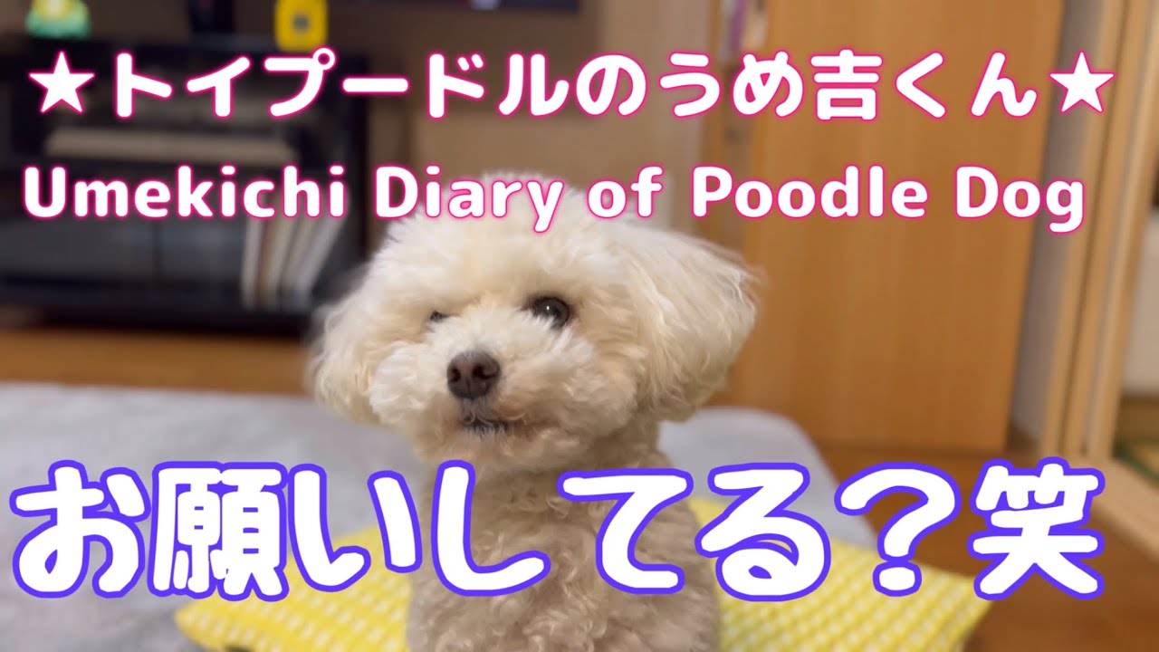 お願いしてる？笑 ★トイプードルのうめ吉くん(1928日目)★Umekichi Diary of Poodle Dog
