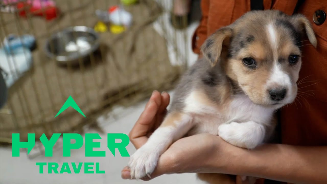 We Spent the Day with Puppies in Colorado | Travels with Hyper