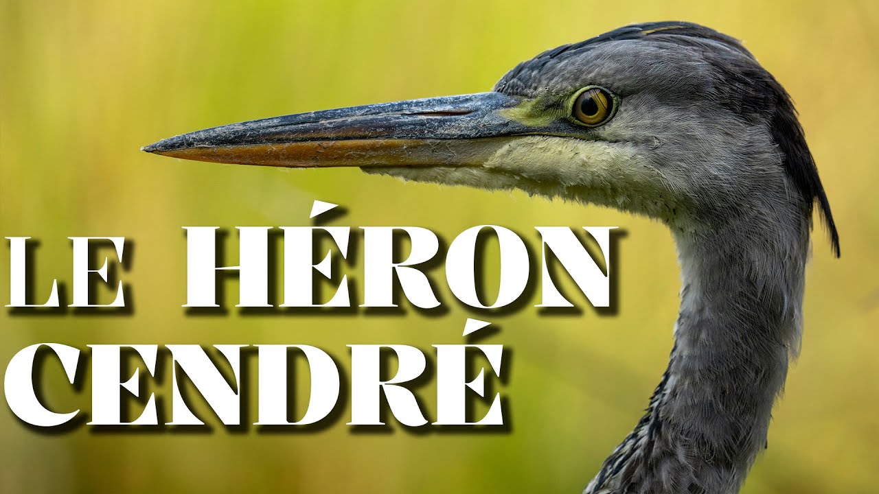 LE HÉRON CENDRÉ : La Chronique du Vivant