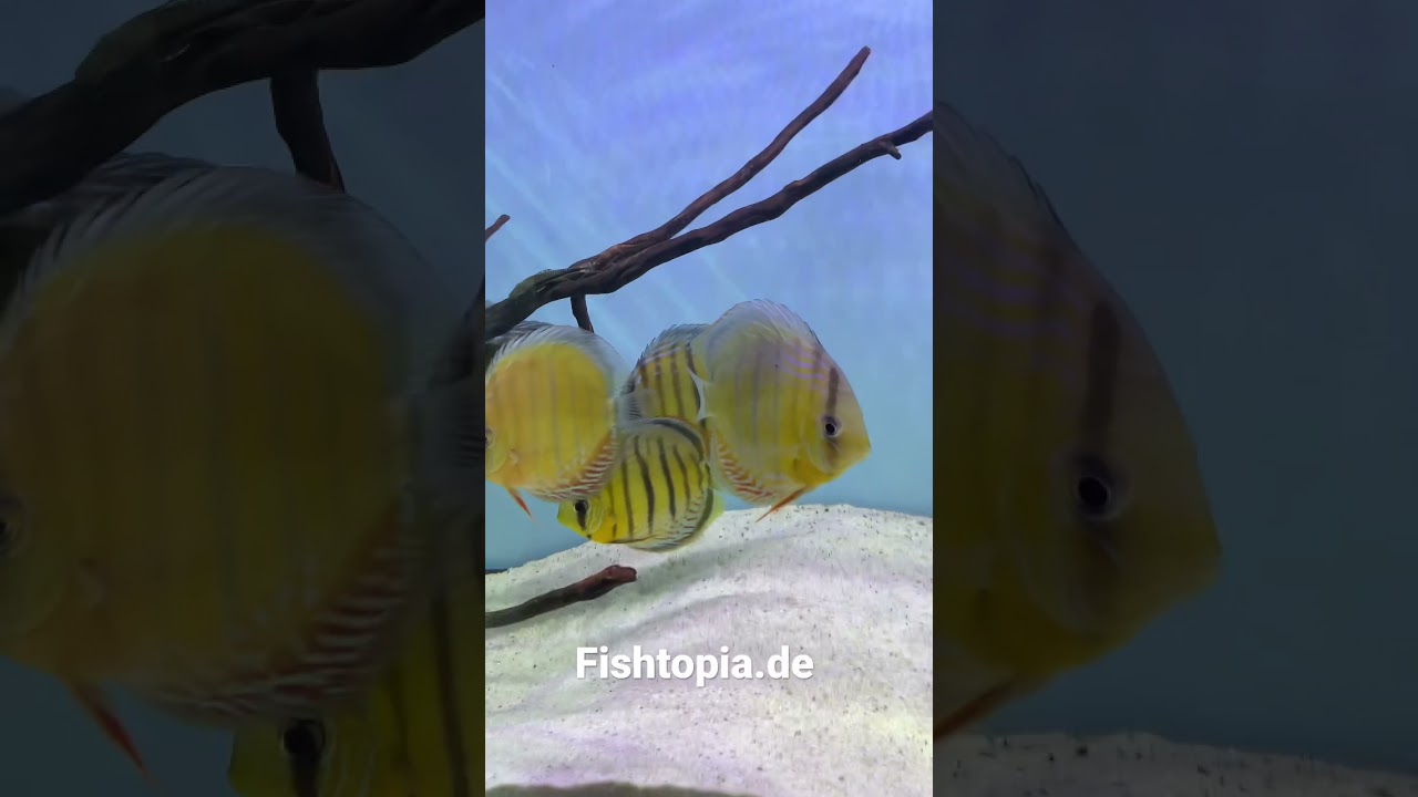 Naturdiskus
