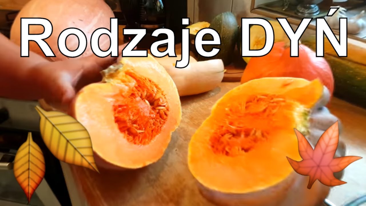 Jak rozpoznać dynie? Hokkaido, piżmowa, makaronowa i inne