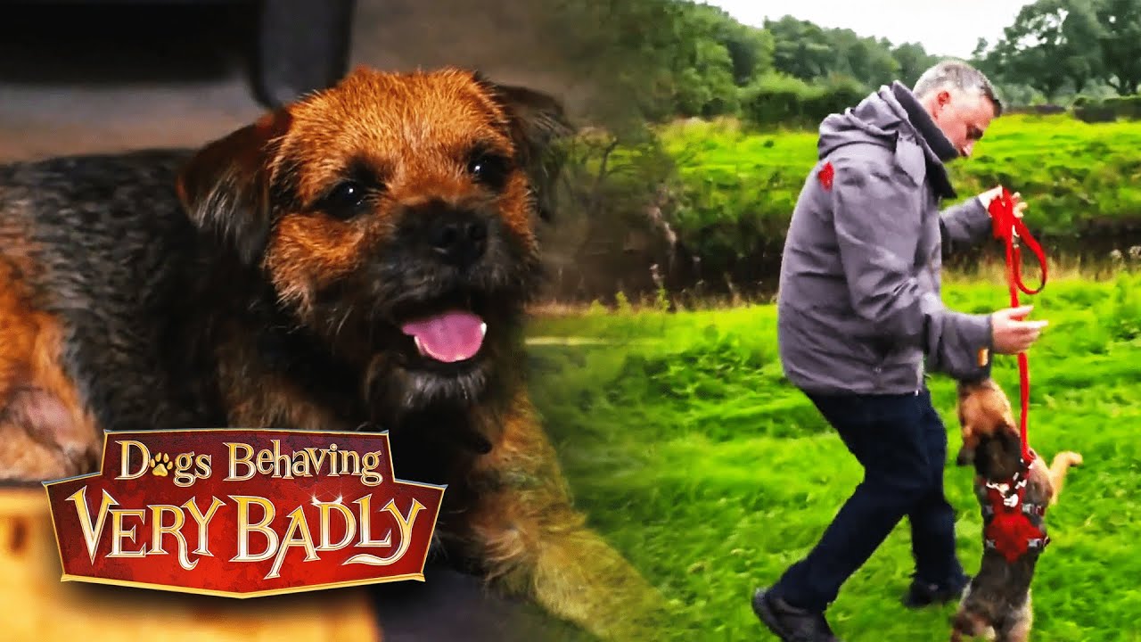 My Dog Hates My Boyfriend | Dogs Behaving Very Badly