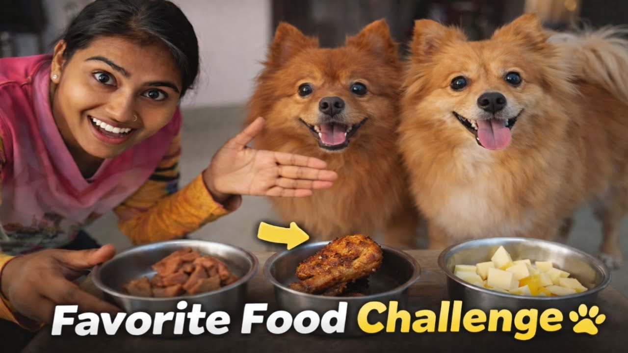 Jujee Jack Ka Favourite Food Challenge 🐾 | Sunday Fun With My Dogs ❤️ | Puja Vlogs