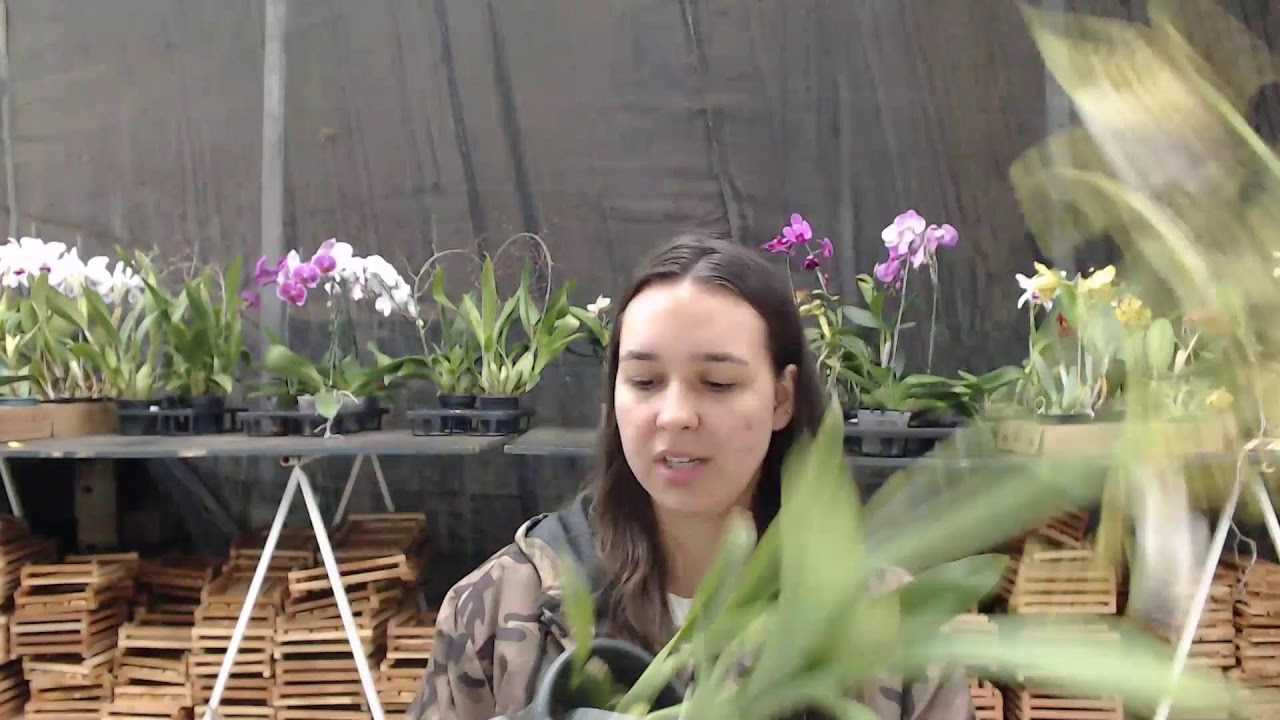 LIVE DE VENDAS DE ORQUIDEAS