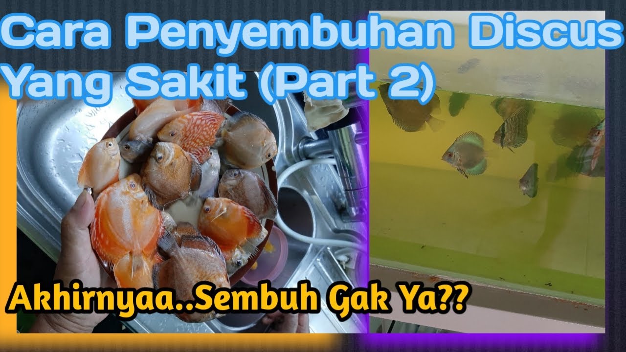 Cara Pengobatan Penyakit Eksternal Ikan Discus (Part 2)