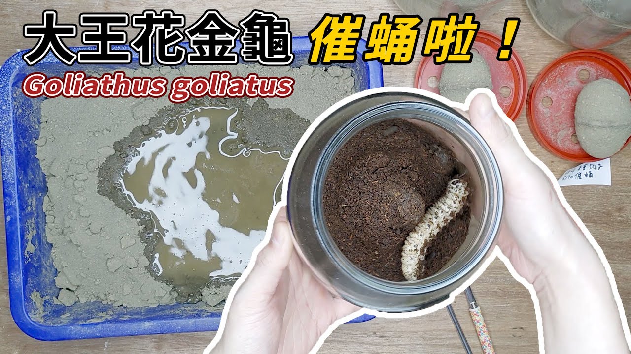 【山林蟲坊】最後兩隻大王花金龜幼蟲催蛹 | Goliathus goliatus: Promote Pupation for The Last Two larvae