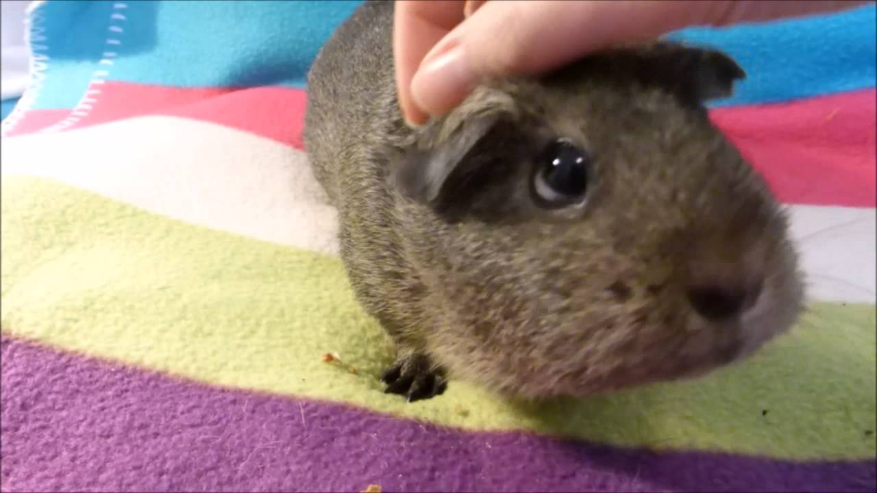 What's Wrong With Your Guinea Pig's Eye?