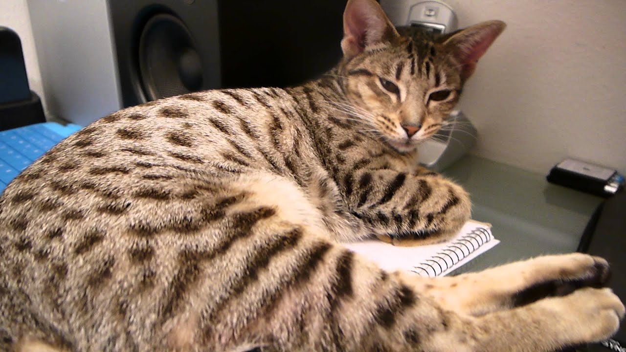 Sleepy Ocicat