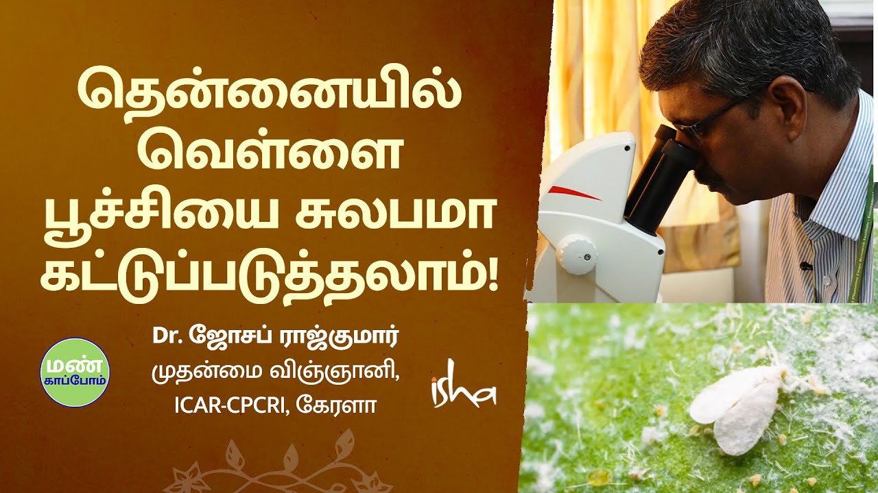 தென்னையில் வரும் வெள்ளை ஈ, விஞ்ஞானிகளின் தீர்வு