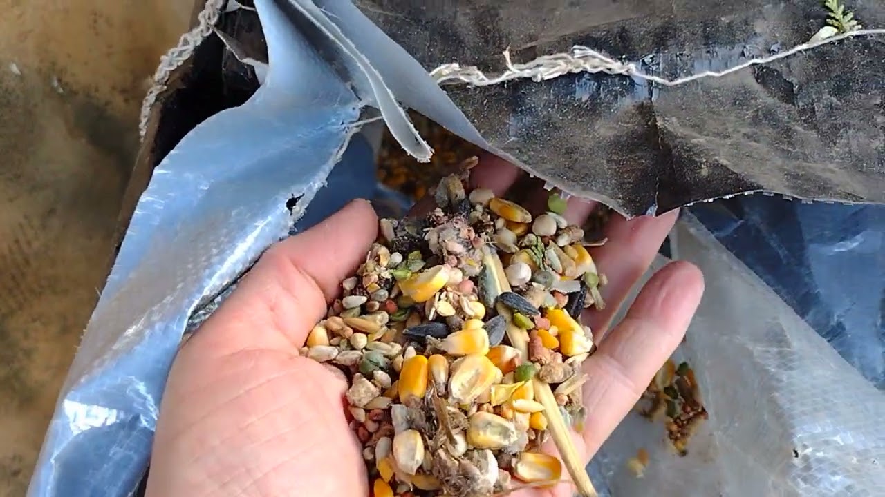 General IMPORTANT FACTORS of a Good 🐔 Chicken 🐥🐣 Coop + CARE/Diet (ChickBunkBedsBonusVid7)