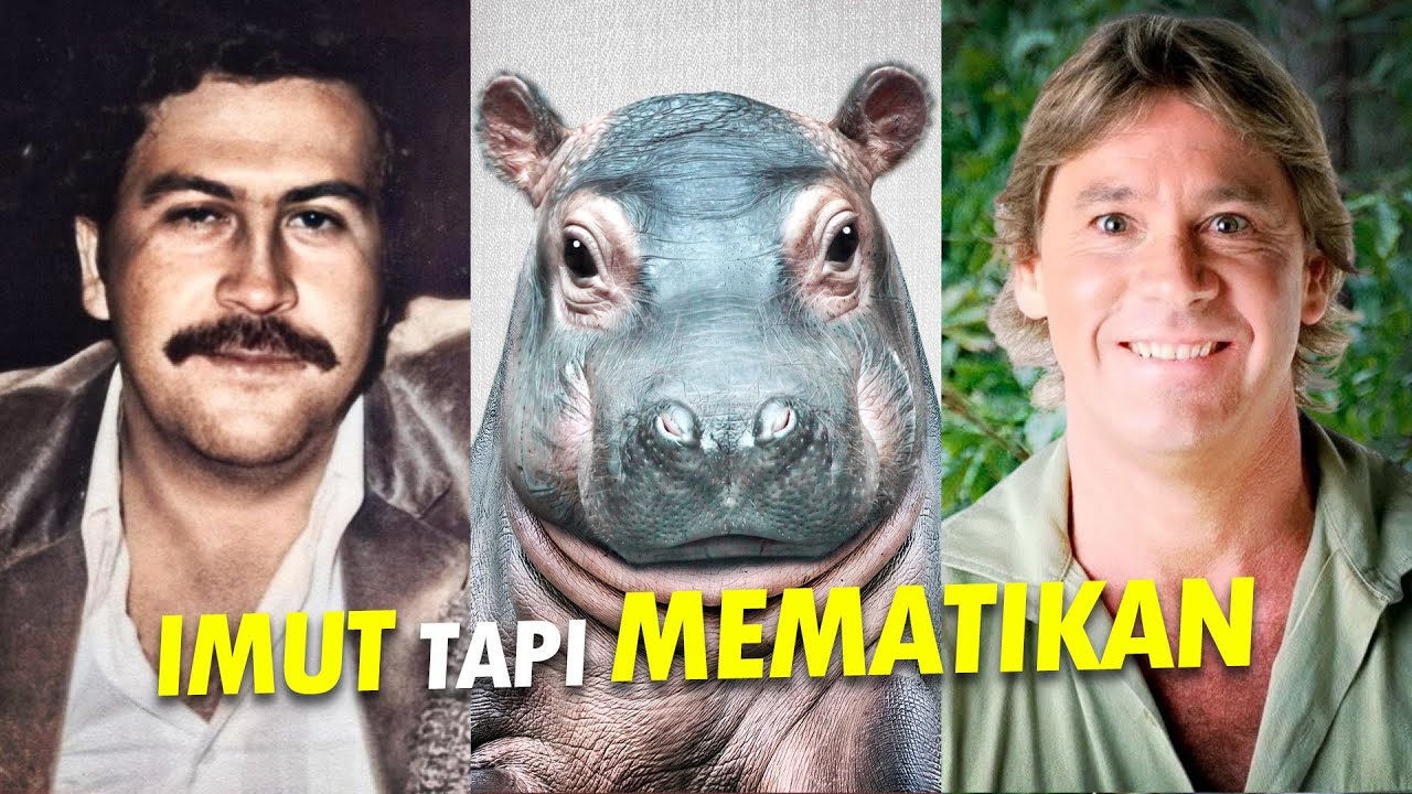 Ditakuti Steve Dicintai Pablo #AlamSemenit