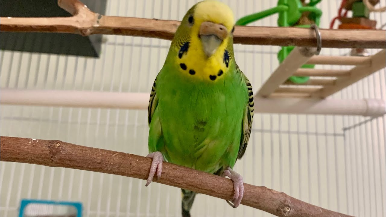 Chatting with budgie in budgie language