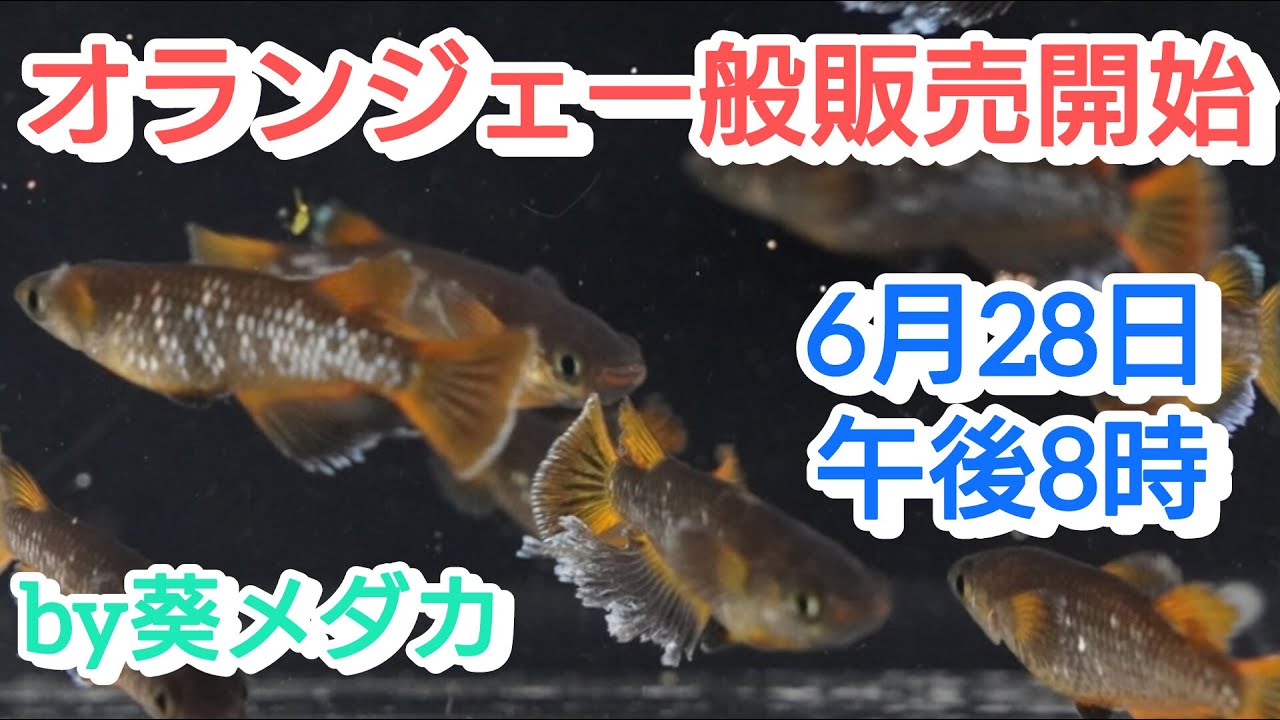 改良メダカのトップブリーダー、垂水さんの最新作”オランジェ”の販売個体が到着しました