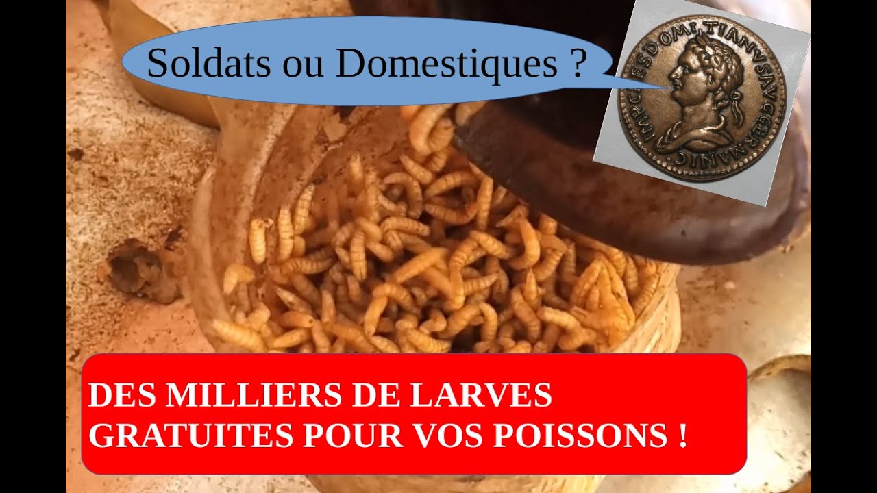 Comment produire gratuitement des milliers de larves pour mes poissons!