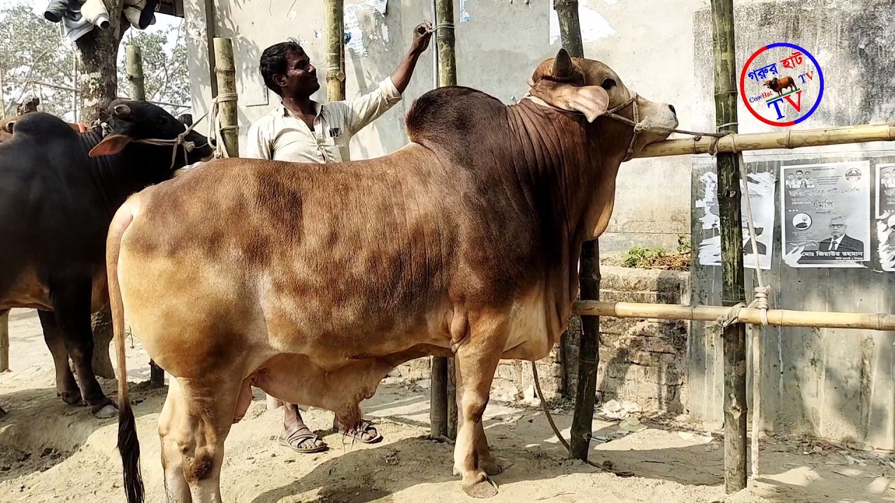 @আজ 05/03/2026 ইং ৯০ থেকে ৩ লক্ষ টাকায় কোরবানী ঈদকে সামনে রেখে গরু কিনুন। গরুর হাট TV। CowHatTV