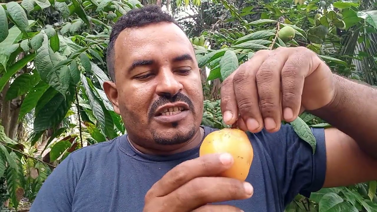 MARACUJÁ DO MATO ( Pasiflora Nitida Kunth) | MARACUJÁ DO MATO DA AMAZÔNIA 